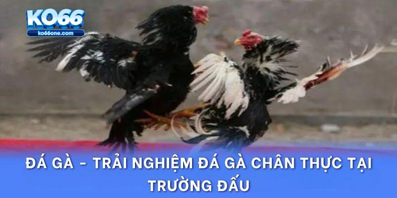 Đá gà - Trải nghiệm đá gà chân thực tại trường đấu